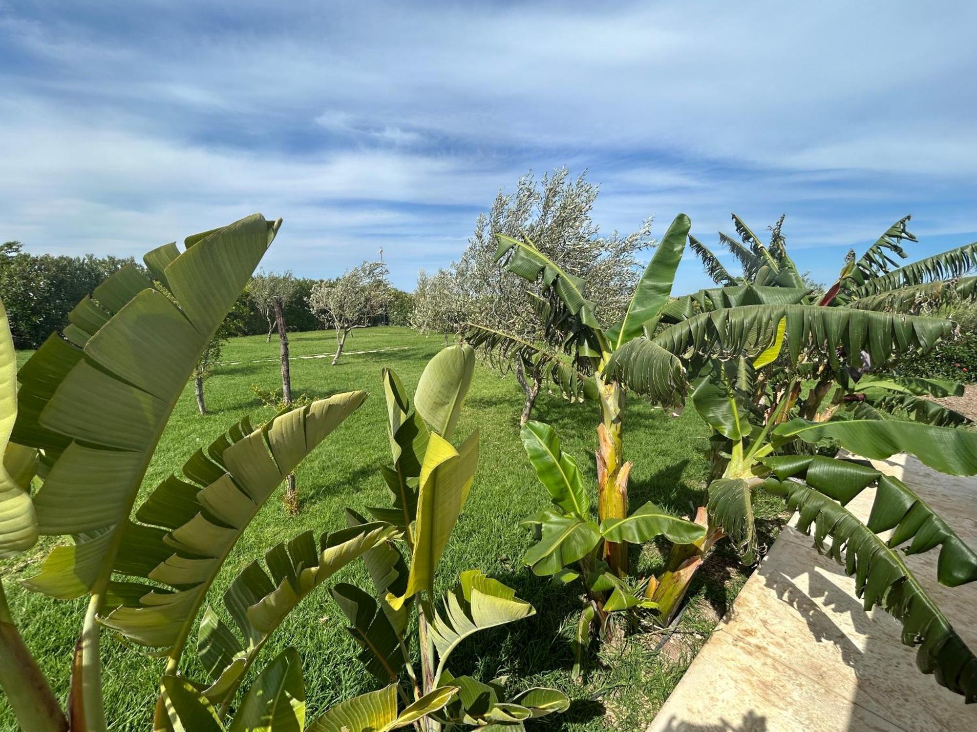 Baglio Il Gelso E L'Ulivo Appartamento Il Carrubo Reitani Exterior foto