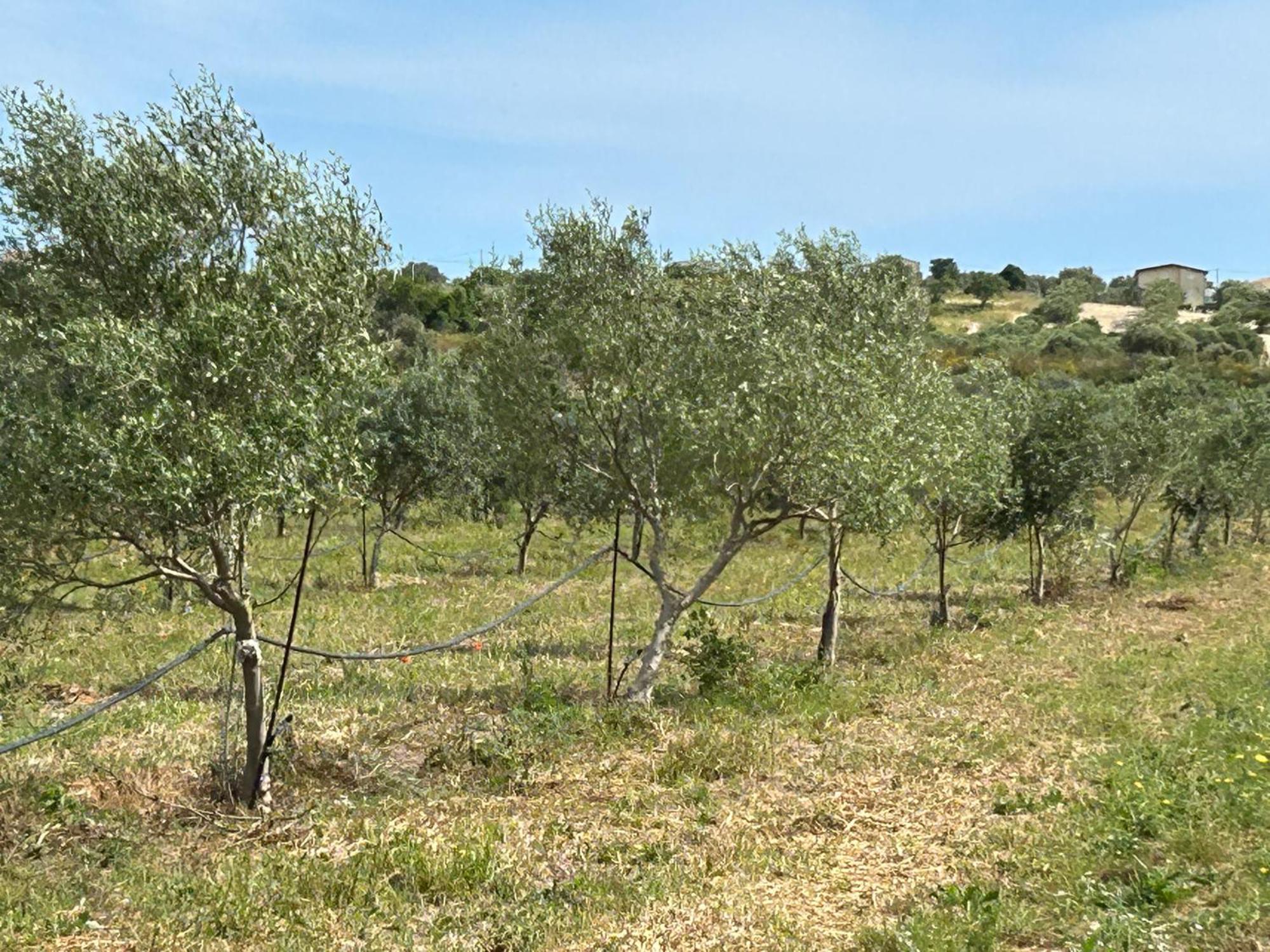 Baglio Il Gelso E L'Ulivo Appartamento Il Carrubo Reitani Exterior foto